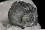 Wide, Enrolled Eldredgeops Trilobite Fossil - New York #164426-4